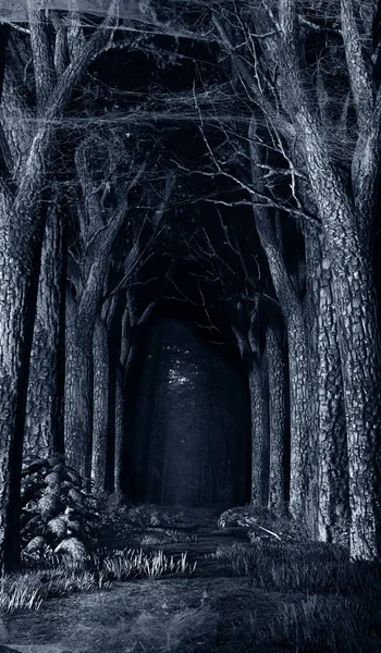 Noční Scéna Accacia Stromy Lesní Silnici Pavouci Pavučiny — Stock fotografie