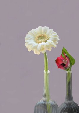 Fiore bianco e fiore rosso: still life