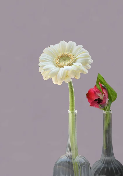 Fiore Bianco Fiore Rosso Csendélet — Stock Fotó