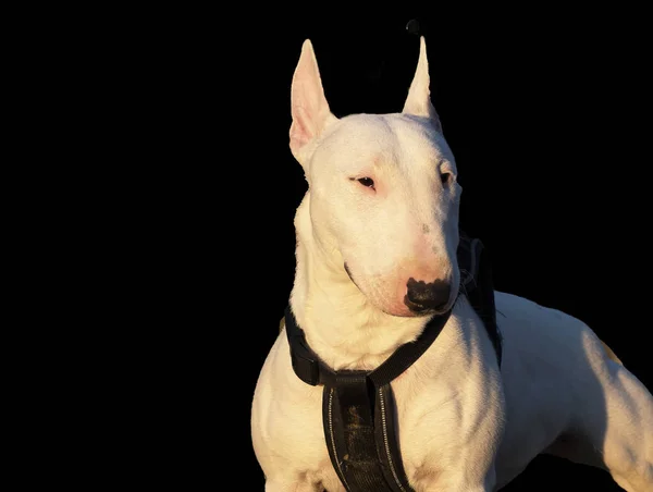 Miniatur Bullterrier Haben Kurze Feine Und Glänzende Mäntel Die Sehr — Stockfoto