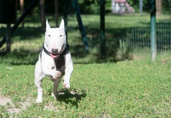 Drei Jahre Alte White Bull Terrier Miniaturen — Stockfoto