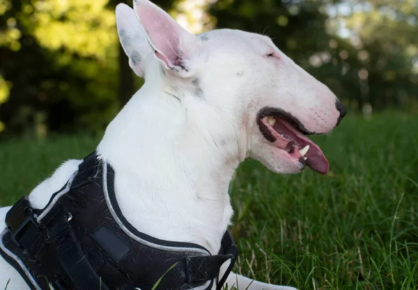 Drei Jahre Alte White Bull Terrier Miniaturen — Stockfoto