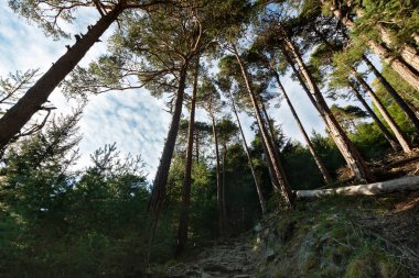 the Forest of Pino Silvestre, Val d 'Ayas yakınlarında
