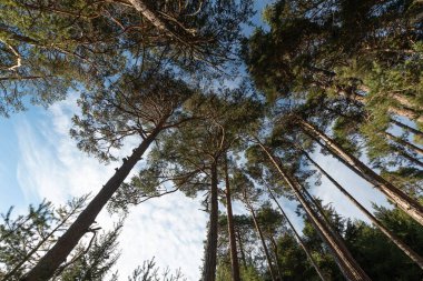 the Forest of Pino Silvestre, Val d 'Ayas yakınlarında