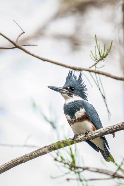 Kingfisher Everglades Ulusal Park.Florida.Usa kuşaklı