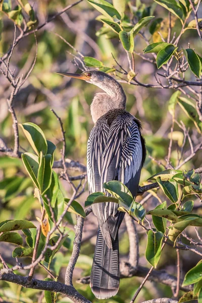 Жіночий Anhinga сідати на мангрові дерева. — стокове фото