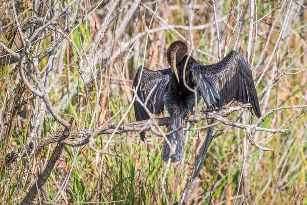 Varón Anhinga secando alas en un árbol de manglar . — Foto de Stock