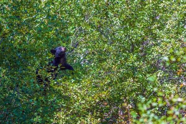 Oso Negro Ursus Americanus Tratando Comer Bayas Parte Superior Árbol — Foto de Stock