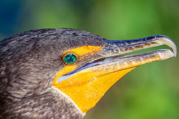 Double crested cormorant closeup portrait.Anhinga trail in Everg — Stock Photo, Image