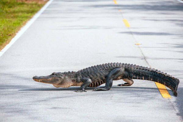 American Alligator crossing a road in Everglades national Park.F