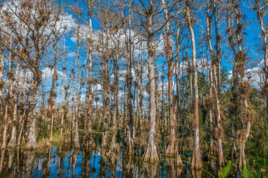 Büyük Selvi Ulusal Preserve.South Florida.Usa