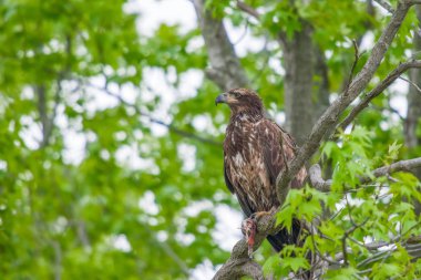Genç Kel Kartal balık kalıntılarını yiyor. Bombey Kanca Natio