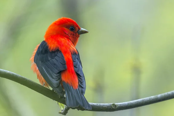 Male Scarlet Tanager in breeding plumage.Magee Marsh Wildlife Ar — Stock Photo, Image