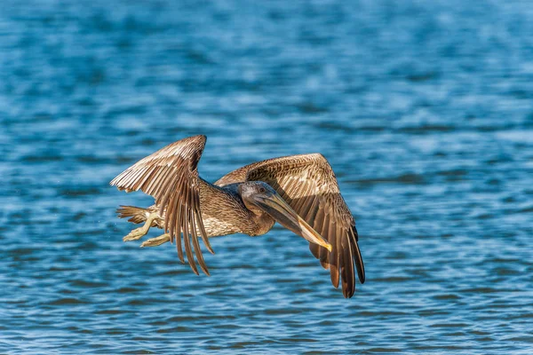 Juveniele bruine pelikaan die over de Golf van Mexico vliegt. Fort Myers — Stockfoto