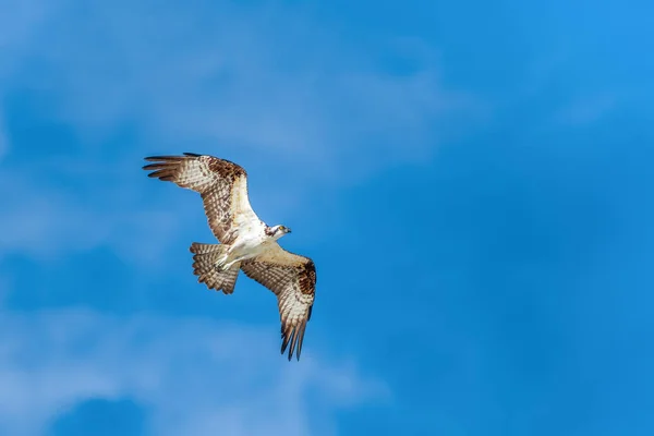 Osprey sobrevolando el Golfo de México.Fort Myers Beach.Florida.U — Foto de Stock