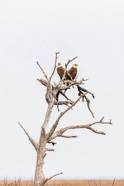 Un par de águilas calvas sentadas en el árbol muerto.Blackwater Nation — Foto de Stock