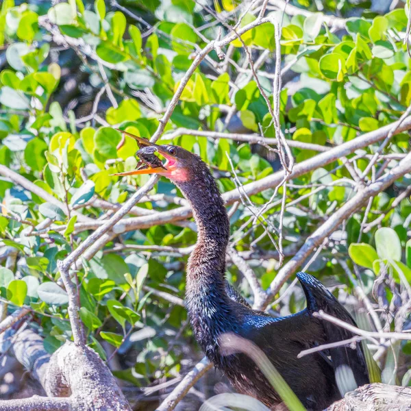 Una Anhinga tragando a su presa. Parque Nacional Everglades. Florida.U — Foto de Stock