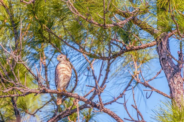 Червоний плечі Hawk в місті фламінго наметовому таборі. Еверглейдс Національний P — стокове фото