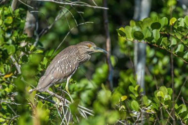 Big Cypress National Prese'de Genç Siyah taçlı gece ot