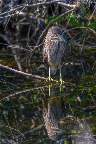 Juvenile Black-crowned night heron looking at its reflection.Big — Stock Photo, Image