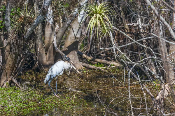 ビッグサイプレス国立保護区の木コウノトリ.フロリダ州 — ストック写真