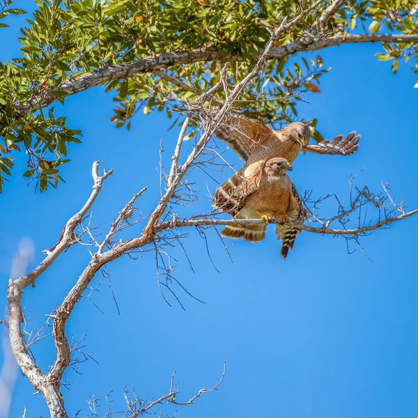 Un par de halcones de hombros rojos apareándose en el campamento Flamingo. Eve — Foto de Stock