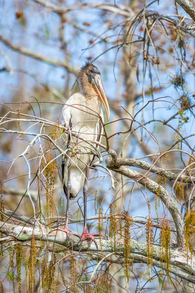 Wood Stork zat op een boom in Big Cypress National Preserve. FL — Stockfoto