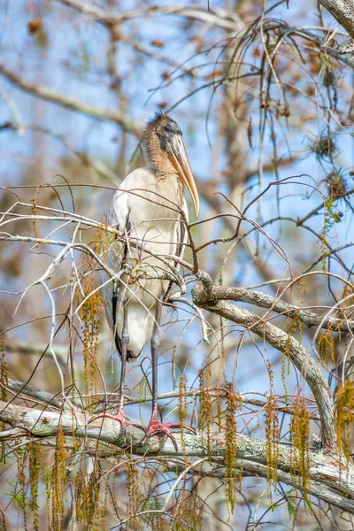 Waldstorch hockt auf einem Baum im großen Zypressen-Nationalpark. — Stockfoto