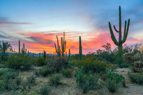 Tramonto nel Parco Nazionale del Saguaro con Saguaros in primo piano . — Foto Stock