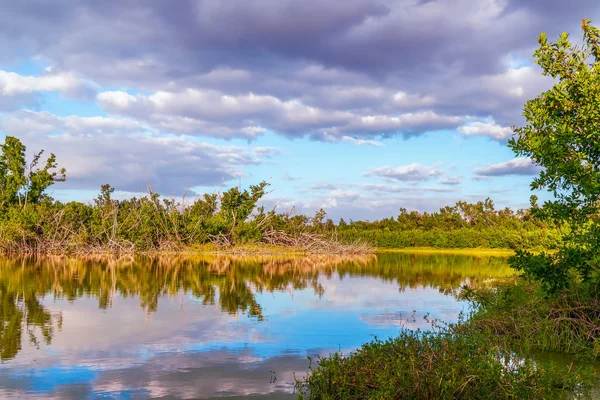大沼泽地国家公园生态池塘.佛罗里达.Usa — 图库照片
