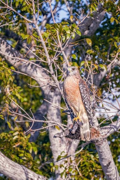 Червоний плечі Hawk. Кемпінг фламінго. Національний парк Еверглейдс — стокове фото