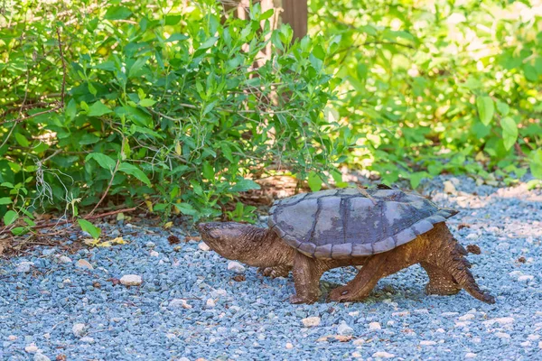 Uma tartaruga comum andando ao longo da estrada.Bombaim Gancho Nati — Fotografia de Stock