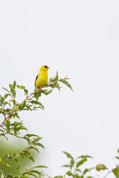 Golfinch Americano Masculino Pântano Castor Parque Nacional Cuyahoga Valley Ohio — Fotografia de Stock