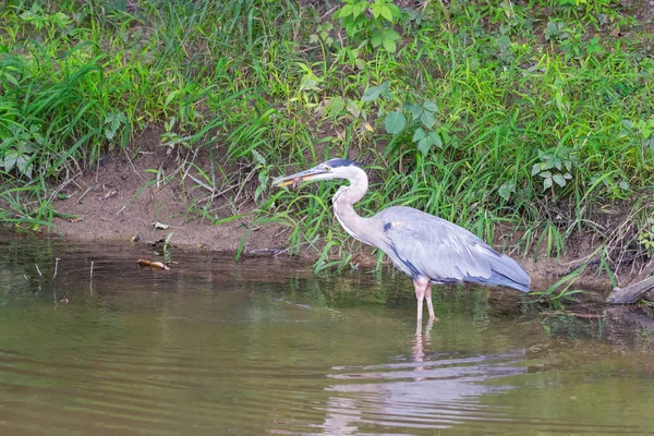 Grande garça azul com rapina.Cuyahoga Valley National Park.Ohio.US — Fotografia de Stock