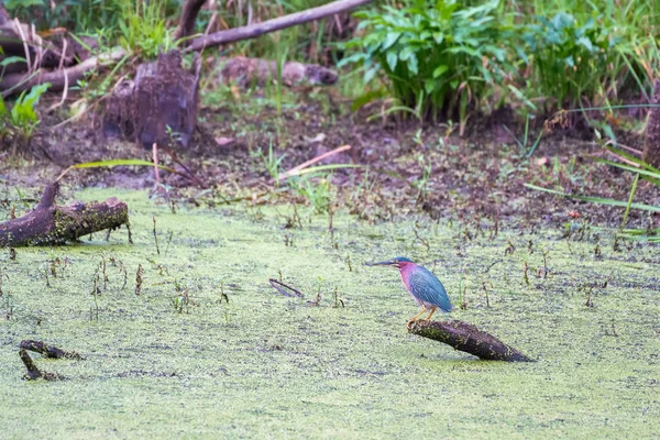 Зеленая цапля в болоте Бобров. Национальный парк долины Кайяхога. — стоковое фото