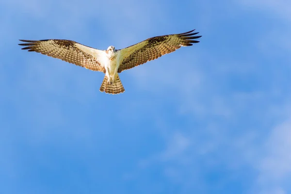 Osprey Pandion Haliaetus Eleva Sobre Golfo México Fort Myers Beach — Foto de Stock