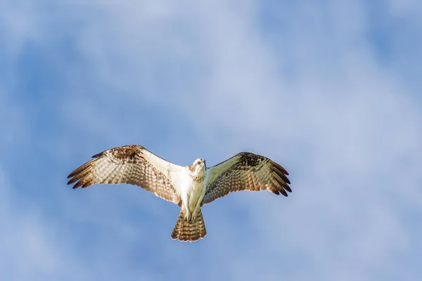 Osprey Pandion Haliaetus Buscando Presas Golfo México Fort Myers Beach — Foto de Stock