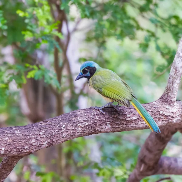 Green Jay Cyanocorax Luxuosus Empoleirado Galho Árvore Refúgio Nacional Vida — Fotografia de Stock