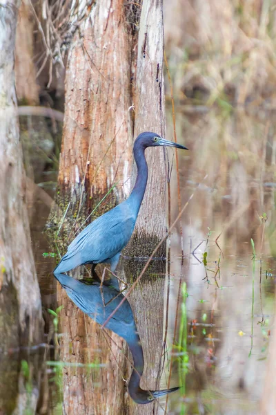 リトルブルーヘロン Egretta Caerulea とビッグサイプレス国立保護区での反射 フロリダだ アメリカ — ストック写真