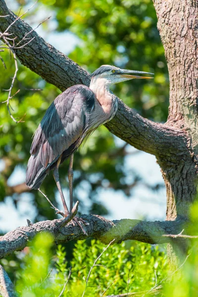 木の枝に座っているグレートブルーヘロン Ardea Herodias ボンベイフック国立野生生物保護区 デラウェアだ アメリカ — ストック写真