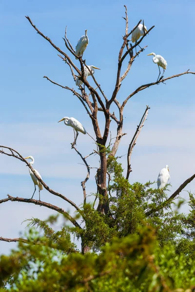 Nagy Egretek Csoportja Ardea Alba Egy Halott Ágain Bombay Hook — Stock Fotó