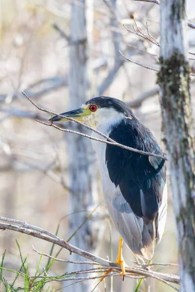 Garza Negra Nycticorax Nycticorax Sentada Sobre Una Rama Árbol Gran — Foto de Stock