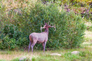 Kirli Erkek Geyik veya Wapity (Cervus canadensis) yaprak yer. Jasper Ulusal Parkı. Kanada Kayalıkları. Alberta. Kanada
