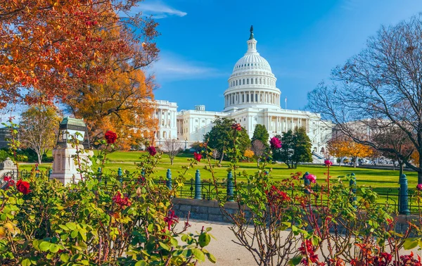 US Capitol building framed by roses and trees in autumn. Washington DC. USA