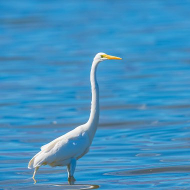 Büyük Akbalıkçıl (Ardea alba) arka planda Salton Denizi suları ile dik poz verir. Kaliforniya mı? ABD
