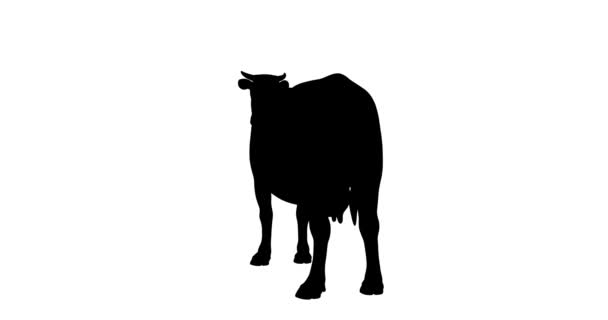 Cow silhouette. Turntable animation. — Stock Footage Cow Silhouette Turntable Animation Video Clip