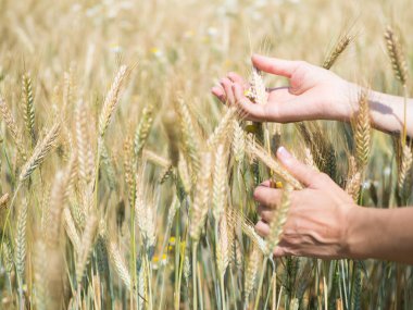 Buğday spikelets alanında güneşli gün, yeni mahsul tutan eller