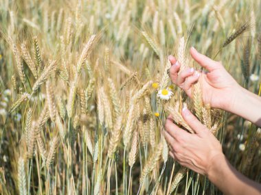 Buğday spikelets alanında güneşli gün, yeni mahsul tutan eller