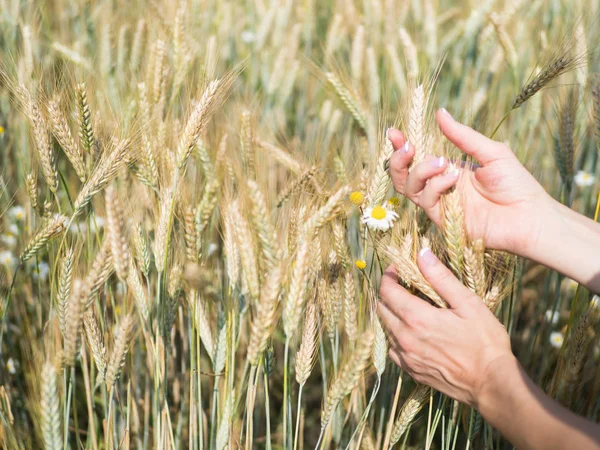 Buğday spikelets alanında güneşli gün, yeni mahsul tutan eller