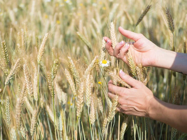 Mãos femininas segurando espiguetas de trigo no campo no dia ensolarado, nova colheita — Fotografia de Stock